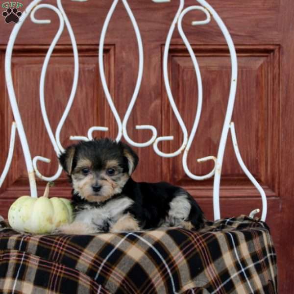 Galina, Morkie / Yorktese Puppy